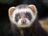 AwesomeFerret2018