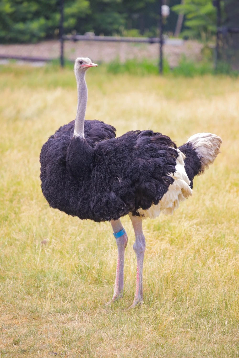 Ostrich | BBC Animals Wiki | Fandom