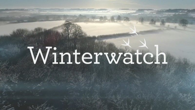 The Tactical — WINTER WATCH CO.