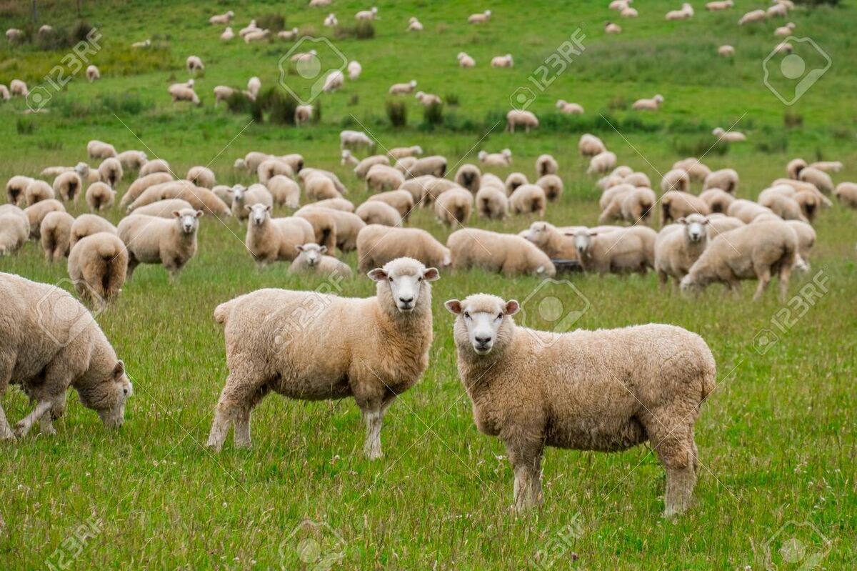 There was a lot of sheep. Овца фото. Овцы живопись. Flock of sheep. There was a lot of sheep.