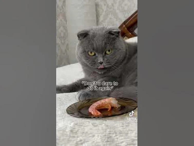 WHY IS THIS CAT GAG SO FUNNY AND CUTE 😂🥹 Fandom