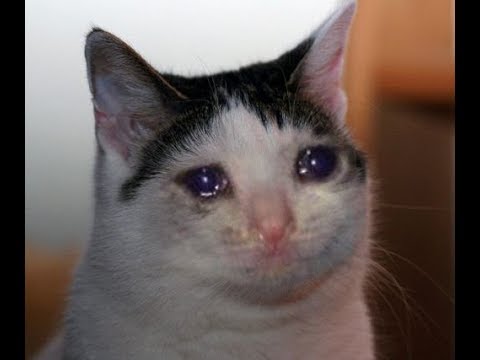 Meme Cat Crying