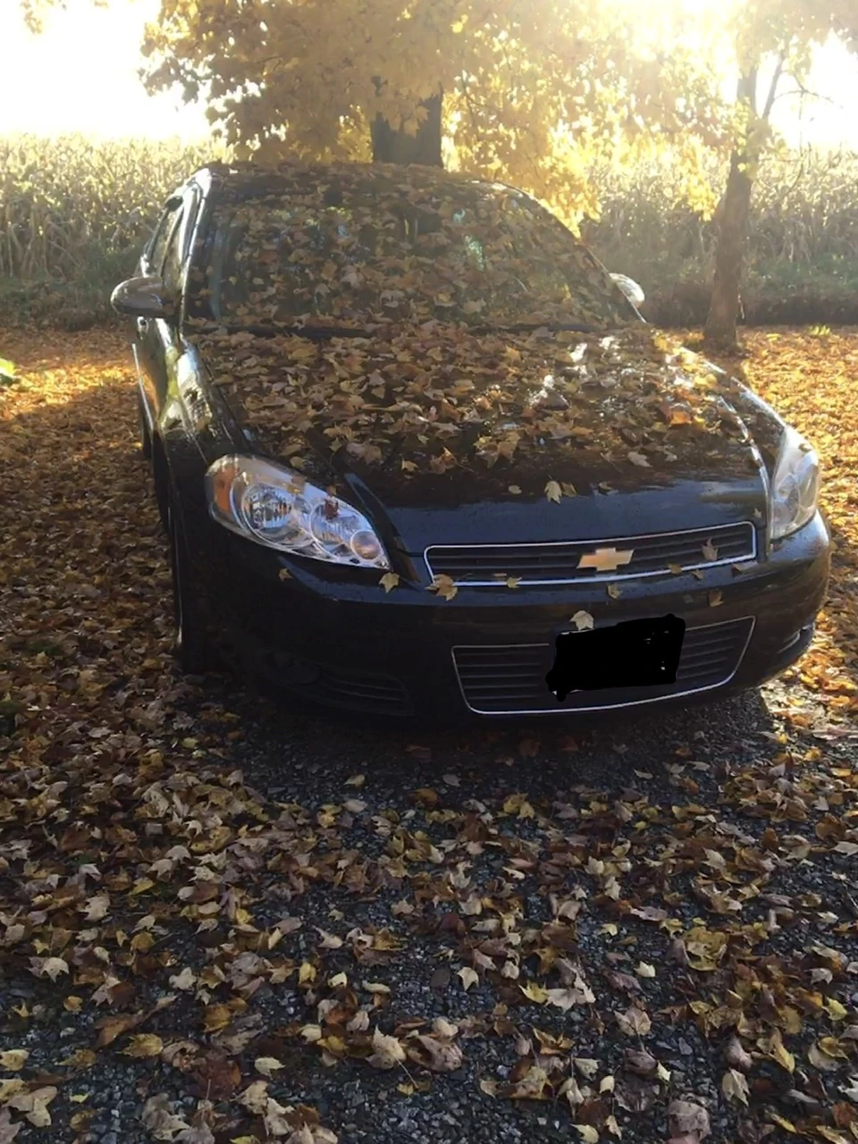 This is what I get for parking underneath a tree for less then 12 hours