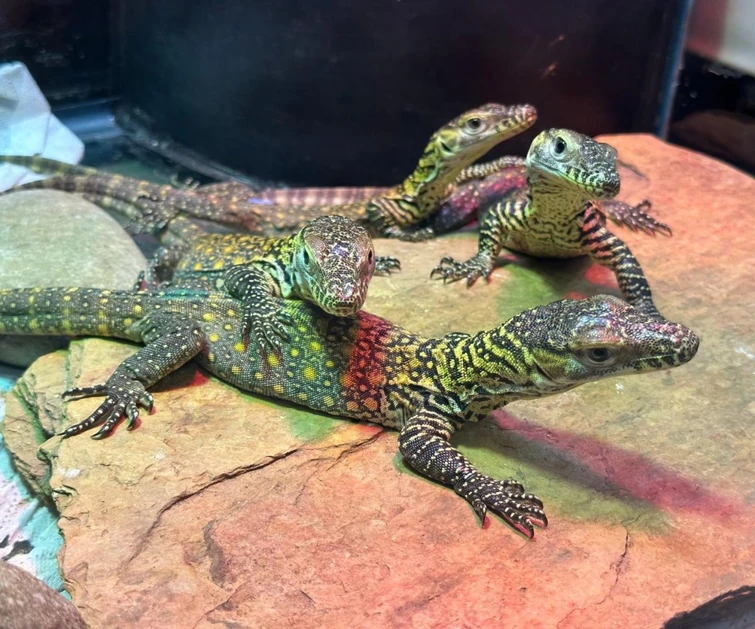 Discuss Everything About How to Train Your Dragon Wiki | Fandom