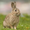 Rabbit Carrot Mmm