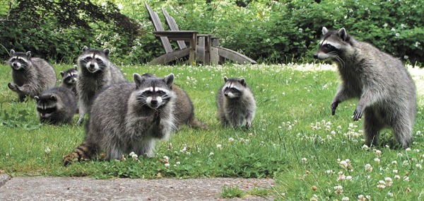 island in florida with raccoons        <h3 class=