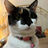 MeowingCat123's avatar