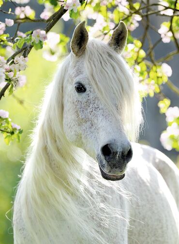 Concours Du Plus Beau Cheval Fandom