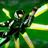 ShinariXD's avatar