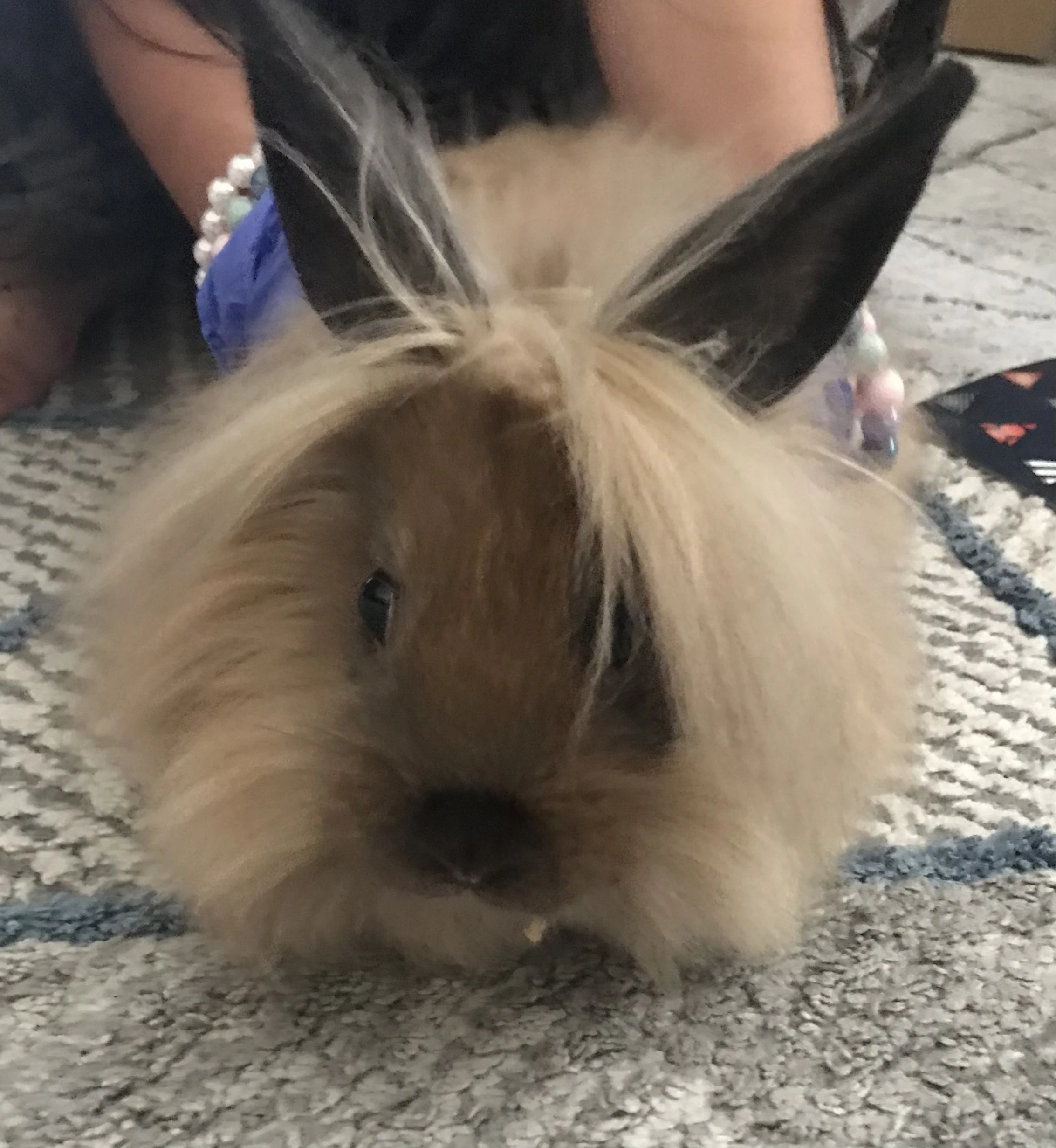 My bunny Leon! Fandom