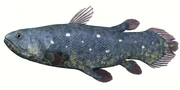 Coelacanth