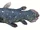 Coelacanth