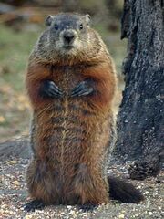 Groundhog