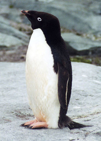 Adélie penguin | Beast Wars Transformers Wiki | Fandom