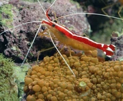 Periclimenes yucatanicus