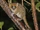 Brown mouse lemur