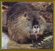 Coypu