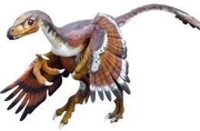 Bambiraptor