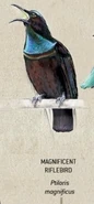 A Magnificent Riflebird.