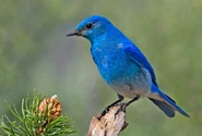 A Mountain Bluebird.