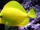 Yellow tang