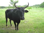 A grazing bull