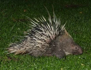 Quill Back in beast mode.