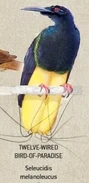 A Tweelve-Wired Bird-of-Paradise.