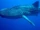 Whale Shark