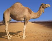 Arabian-Camel-1280x1024