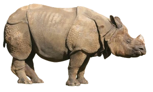 An Indian Rhinoceros.