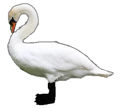 Override of Cygnus in beast mode.