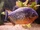 Piranha