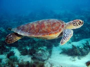 A Sea Turtle.