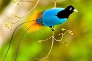 A Blue Bird-of-Paradise.
