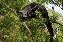 Binturong