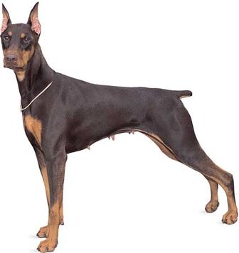 Doberman Pinscher 4