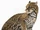 Ocelot