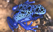 A Poison Arrow Frog.