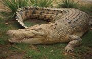Saltwater-crocodile