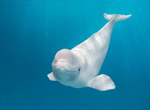 Beluga Whale Plush | Citrus Reef