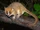 Pygmy mouse lemur