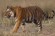 A walking Bengal Tiger.