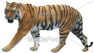 Tiger-clipart-48081005