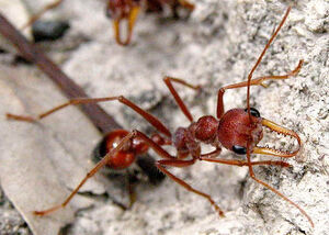 Bull Ant