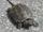 Snapping Turtle