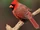 Cardinal