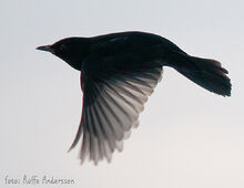 Flying-blackbird