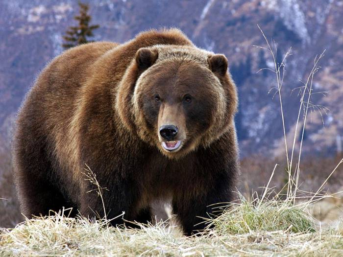 Kodiak Bear Beast Wars Transformers Wiki Fandom