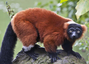 Red ruffed lemur